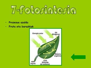 Prozesua azaldu Fruta eta barazkiak 7-Fotosintesia 