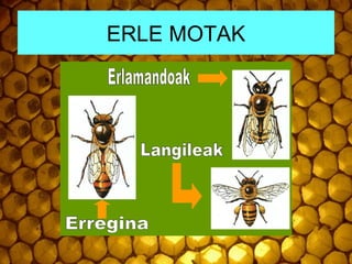ERLE MOTAK
 