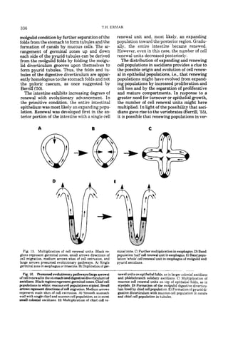 336                                                       T.H. ERMAK

molgulid condition by further separation of the                    renewal unit and, most likely, an expanding
folds from the stomach to form tubules and the                     population toward the posterior region. Grad-
formation of canals by mucous cells. The ar-                       ally, the entire intestine became renewed.
rangement of germinal zones up and down                            However, even in this case, the number of cell
each side of the pyurid tubules can be derived                     renewal units decreased posteriorly.
from the molgulid folds by folding the molgu-                         The distribution of expanding and renewing
lid diverticulum grooves upon themselves to                        cell populations in ascidians provides a clue to
form pyurid tubules. Thus, the folds and tu-                       the possible origin and evolution of cell renew-
bules of the digestive diverticulum are appar-                     al in epithelial populations, i.e., that renewing
ently homologous to the stomach folds and not                      populations might have evolved from expand-
the pyloric caecum, as once suggested by                           ing populations by increased proliferation and
Berrill (’50).                                                     cell loss and by the separation of proliferative
   The intestine exhibits increasing degrees of                    and mature compartments. In response to a
renewal with evolutionary advancement. In                          greater need for turnover or epithelial growth,
the primitive condition, the entire intestinal                     the number of cell renewal units might have
epithelium was most likely an expanding popu-                      multiplied. In light of the possibility that asci-
lation. Renewal was developed first in the an-                     dians gave rise to the vertebrates (Berrill, ’55),
terior portion of the intestine with a single cell                 it is possible that renewing populations in ver-




  Fig. 15. Multiplication of cell renewal units. Black r e         minal zone. C) Further multiplication in esophagus. D) Band
gions represent germinal zones, small arrows directions of         population ‘half d renewal unit in esophagus. E) Band popu-
cell migration, medium arrows sites of cell extrusion, and         lation ‘whole’cell renewal unit in esophagus of molgulid and
large arrows presumed evolutionary pathways. A) Single             pyurid ascidians.
germinal zone in esophagus or intestine. B) Duplication of ger-

  Fig. 16. Presumed evolutionary pathways (large arrows)           newal units on epithelial folds, as in larger colonial ascidians
of cell renewal in the stomach (and digestive diverticulum)of      and phlebobranch solidary ascidians. C) Multiplication of
ascidians. Black regions represent germinal zones. Chief cell      mucous cell renewal units on top of epithelial folds. as in
populations in white; mucous cell populations stipled. Small       styelids. D) Formation of the molgulid digestive diverticu.
arrows represent directions of cell migration. Medium arrows       lum lined by chief cell population. E) Formation of pyurid di-
represent main sites of cell extrusion. A) Smooth stomach          gestive diverticulum with mucous cell population in canals
w a l l with single chief and mucous cell population. as in most   and chief cell population in tubules.
small colonial ascidians. B) Multiplication of chief cell re-
 