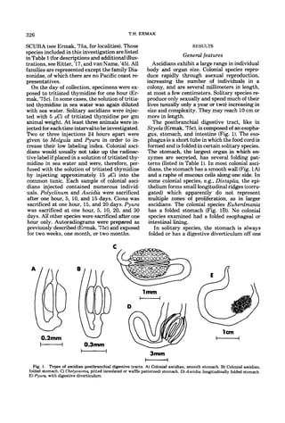 326                                                 T.H. ERMAK

SCUBA (see Ermak, '75a, for localities).Those                                        RESULTS
species included in this investigation are listed
in Table 1(fordescriptions and additional illus-                               General features
trations, see Ritter, '17, and van Name, '45). All               Ascidians exhibit a large range in individual
families are represented except the family Dia-               body and organ size. Colonial species repro.
zonidae, of which there are no Pacific coast re-              duce rapidly through asexual reproduction,
present atives.                                               increasing the number of individuals in a
   On the day of collection, specimens were ex-               colony, and are several millimeters in length,
posed to tritiated thymidine for one hour (Er-                at most a few centimeters. Solitary species re-
mak, '752). In some cases, the solution of tritia-            produce only sexually and spend much of their
ted thymidine in sea water was again diluted                  lives (usually only a year or two) increasing in
with sea water. Solitary ascidians were injec-                size and complexity. They may reach 10 cm or
ted with 5 pCi of tritiated thymidine per gm                  more in length.
animal weight. At least three animals were in-                   The postbranchial digestive tract, like in
jected for each time interval to be investigated.             Styela (Ermak, '75c),is composed of anesopha-
Two or three injections 24 hours apart were                   gus, stomach, and intestine (Fig. 1).The eso-
given to Molgula and Pyura in order to in-                    phagus is a short tube in which the food cord is
crease their low labeling index. Colonial asci-               formed and is folded in certain solitary species.
 dians would usually not take up the radioac-                 The stomach, the largest organ in which en-
 tive label if placed in a solution of tritiated thy-         zymes are secreted, has several folding pat-
 midine in sea water and were, therefore, per-                terns (listed in Table 1).In most colonial asci-
 fused with the solution of tritiated thymidine               dians, the stomach has a smooth wall (Fig. 1A)
 by injecting approximately 15 pCi into the                    and a raphe of mucous cells along one side. In
 common tunic. Each sample of colonial asci-                   some colonial species, e.g., Distaplia, the epi-
 dians injected contained numerous individ-                    thelium forms small longitudinal ridges (corru-
 uals. Polyclinum and Ascidia were sacrificed                  gated) which apparently do not represent
 after one hour, 5 , 10, and 15 days. Ciona was                multiple zones of proliferation, as in larger
 sacrificed at one hour, 15, and 20 days. Pyura                ascidians. The colonial species Euherdmania
 was sacrificed at one hour, 5, 10, 20, and 30                 has a folded stomach (Fig. 1B). No colonial
 days. All other species were sacrificed after one             species examined had a folded esophageal or
 hour only. Autoradiograms were prepared as                    intestinal lining.
 previously described (Ermak, '75c) and exposed                  In solitary species, the stomach is always
 for two weeks, one month, or two months.                      folded or has a digestive diverticulum off one
                                            L




                                                           1mm
                                                          H




                                                                                                 1Cm
      0.2mm                                                                                      H
      H                    0.3mm
                           H                                   3mm
                                                             H
   Fig. I . Types of ascidian postbranchid digestive tracts. A) Colonial ascidian, smooth stomach. B) Colonial ascidian.
 folded stomach. C) Chelyosoma, pitted (areolatedor waffle patterned) stomach. D) Ascidia, longitudinally folded stomach.
 E)Pyura, with digestive diverticulum.
 