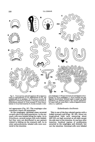 328                                                   T.H. ERMAK




C




  Fig. 2. Cross sections and cell migration (B)in digestive    gula esophagus: J, Molguh stomach (st)and digestive diver-
tracts of aplousobranch (A-D), phlebobranch (E-H), and         ticulum: K, Pyuru esophagus: L, Pyuru stomach (st) and
stolidobranch (I-L) ascidians. A, Polyclinum stomach B.        digestive diverticulum. Stomach raphe is stipled. bp, Band
Migration in Polyclinum stomach C, Distaplia stomach D,        population; ig, intestinal groove; mp. mucous population:
Euherdmania stomach E, Ciona stomach; F, Ciona forein-         mj, major fold mn, minor fold t, tubule of digestivediverti-
testine; G , Cionu hind-intestine; H. Ascidia stomach I, Mob   culum: ty, typhlosole.


    ted appearance (Fig. 2C). The esophagus also                             Euherdmania claviformis
    contained a band cell population.
      In the esophagus, germinal zones occurred                  This is one of the few colonial species with a
    on each side of the band population. In the sto-           folded stomach wall (Figs. l B , 2D). About six
    mach, cells were labeled along the raphe. As in            longitudinal folds each measuring about
    Polyclinum, several mature cells were labeled,             200-225 pm high occurred on a l sides except
                                                                                                l
    but they were not distributed in any pattern               the side next to the intestine. At one hour after
    related to folding on the stomach wall. As in              injection, localized regions of proliferation
    other aplousobranchs, labeled cells were scat-             occurred in the esophagus and stomach, but
    tered in the intestine.                                    not the intestine. Germinal cells were labeled
 