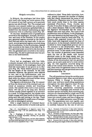 CELL PROLIFERATION IN ASCIDIAN GUT                                                   331
                Molgula verrucifera                          radioactive label. Three daily injections, how-
                                                             ever, greatly increased the number of labeled
   In Molgula, the esophagus had three folds                 cells and clearly demarcated the zones of cell
with band cells lining one entire groove (Fig.               proliferation. Migration rates in Pyura haustor
21) instead of just half a groove as in previous             were much slower than in the other species
species (see also Ermak, '75c).The stomach and               examined (Polyclinum, Ciona, Ascidia, and
intestine were smooth walled, but a diverticu-               Styelu). Even after 30 days, cells had migrated
lum composed of numerous epithelial folds ex-                only a short distance. Only in a few tubules of
tended from the stomach maintaining an open                  the digestive diverticulum did the zones of
connection with no collecting canals (Fig. 25).              labeled cells meet each other. The types of cell
   At one hour, localized zones of proliferation             proliferation were as follows. In the esophagus,
occurred in the esophagus, stomach, diverticu-               cells were labeled at the fold bases (Fig. 11)and
lum, and most of the intestine. In the esopha-               above the groove lined by band cells (Fig. 12).
gus, germinal regions occurred at the base of                Mucous cells migrated toward the crests of
each fold and above the band cells. In the sto-              folds; band cells migrated toward the base of
mach, several germinal regions occurred along                their groove. In the stomach, labeled cells were
the circumference. In the diverticulum, labeled              localized in three longitudinal grooves and at
cells occurred a t the bases of the folds (Fig. 9).          the entrance to the diverticulum. Thus, the
Two germinal zones occurred in the fore-intes-               stomach is roughly divided into quarters by
tine; one germinal zone occurred in the mid-in-              germinal zones. In the canals of the diverticu-
testine (Fig. 10);and no germinal zone was pre-              lum, the number of germinal zones depended
sent in the hind-intestine.                                  upon the size of the canals, with several
                                                             germinal zones in the large canals, and two
                   Pyura haustor                             opposite germinal zones in the small ones. The
                                                             tubules of the diverticulum had two germinal
   Pyura had an esophagus with four folds,                   zones, one at each axial end of a cross section
a smooth stomach with a diverticulum, and a                  (Fig. 13). Cell migration occurred along the
smooth intestine. In the esophagus, band cells               sides of the tubule cross section. In the intes-
lined the entire base of one groove as in Mol-               tine, there were two germinal zones in the mid-
gula (Fig. 2K). Three shallow grooves usually                and fore-intestine and one germinal zone in the
ran the length of the stomach. In the mid-                   hind-intestine (Fig. 14).
intestine, however, the grooves were reduced
t o two, and in the hind-intestine, only one                                         DISCUSSION
groove remained. Each groove simply termin-                      The cell populations lining the ascidian post-
ated while the others continued further along                 branchial digestive tract share several kinetic
the length of the digestive tract.                             features (Table 1). Except in Botrylloides,
   The digestive diverticulum (Fig. 2L) extend-               which may well have nondividing populations
ed from the distal end of the stomach and con-                throughout the adult digestive tract (Ermak,
sisted of numerous tubules and branching                      '75a; Burighel and Milanesi, '77; see also
canals. The tubules were oval in cross section,               below), renewing populations consistently
about 100-150 pm in the long axis. Several                    occurred in the esophagus and stomach of all
tubules usually joined together a t an entrance               ascidian species surveyed. Such renewing pop-
to a canal. In living material, the tubules were              ulations are characterized by a high rate of cell
bright orange with clear bands of cells running               proliferation, migration of cells from germinal
along each side and joining at the tips. These                zones into mature zones, and loss of aging ma-
bands corresponded to small zones of basophi-                 ture cells at secalled extrusion zones (Ermak,
lic cells in histological sections.                           '7513. The populations turn over rapidly, and,
   After a single injection of tritiated thymi-               at the steady state, the rate of cell production
dine, only a small number of nuclei took up the               is carefully balanced by the rate of cell loss.

  Figs. 3-8. Autoradiograms of digestive tracts from            Fig. 5. Stomach of Polyclinum, 5 days after injection.
aplousobranch (Figs. 3-6) and phlebobranch (Figs. 7-8)       Labeled mature cells (arrows)  occur outside the region of la-
ascidians.                                                   beled germinal cells. X 315.
  Fig. 3. Esophagus of Polyclinum, one hour after              Fig. 6. Stomach of Euherdmania one hour after injec-
injection of tritiated thymidine. showing two germinal       tion, showing germinal cells at the base of each fold. X 150.
zones (arrows).X 315.                                           Fig. 7 Stomach fold of Ascidiu, one hour after injection.
                                                                      .
  Fig. 4. Stomach of Polyclinum, one hour after injection,   Only germinalcells at the base of each fold are labeled. X 100.
showing labeled germinal cells (arrows)in chief population     Fig. 8. Stomach fold of Ascidiu, 10 days after injection.
(cp)and mucous population (mp). X 400.                       Maturecellsalong entire height of fold arenow labeled. X 150.
 