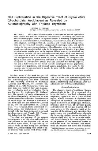 Cell Proliferation in the Digestive Tract of Styela clava
(Urochordata: Ascidiacea) as Revealed by
Au torad iography with Tri tiated Thymidi ne
                                THOMAS H. ERMAK'
                                Scripps l n s t i t u t i o n of Oceanography, La Jolla, Californiu 92037

        ABSTRACT         The DNA-synthesizing cells i n the digestive tract of Styela clava
        were labeled with tritiated thymidine and detected at increasing time intervals
        with autoradiography. Most of the epithelia consist of renewing cell populations.
        These are the dorsal tubercle, dorsal lamina, branchial bars, zone 1 of the endo-
        style, stigmata, esophagus, stomach, intestine, and rectum. Expanding popula-
        tions are the branchid tentacles, unspeciafized pharyngeal cells, and pyloric
        tubules. In the renewing populations, cell proliferation occurs in restricted ger-
        minal zones of pseudostratified cells. I n the postbranchial digestive tract, these
        germinal zones usually occur at the bases of folds or grooves. Germinal cell nu-
        clei migrate into the cell apex and undergo mitosis there. With time, germinal
        cells migrate as a band of labeled cells over the underlying connective tissue
        into non-proliferating mature zones of ciliated, secretory, or absorptive cells.
        Aging mature cells are presumably extruded into the gut lumen, maintaining
        the system i n a steady state. Transit times are about ten days for the stigmata;
        two and a half weeks for the dorsal tubercle, esophageal mucous population,
        stomach crest population, and stomach groove population; five weeks for the
        intestine and rectum; and several months for zone 1 of the endostyle and esoph-
        ageal band population.


   To date, most of the work on gut cell                     midine and detected with autoradiography.
proliferation employing tritiated thymidine                  The fate of the DNA synthesizing cells was
and autoradiography has been confined                        followed by taking samples of the digestive
to the renewing epithelia of mammals                         tract at increasing time intervals after the
(Leblond and Messier, '58; Messier, '60;                     administration of tritiated thymidine.
Leblond et al., '64). Comparable work has
been done on relatively few non-mamma-                                   General orientation
lian vertebrates and invertebrates (Davis                       The digestive tract of ascidians (shown
and Burnett, '64; Anderson; '65; Holland,                    schematically in fig. 1A) is composed of a
'64). The sparsity of such information on                    branchial basket, the food collecting and
ascidians is especially unfortunate because                  respiratory apparatus, and a postbranchial
of their vertebrate affinities. Previous work                region, which functions in digestion and
on ascidian gut cell kinetics is limited to a                absorption of nutrients. The postbranchial
cell formation test (as defined by Leblond                   region is made of an esophagus, stomach,
et al., '59) for Halocynthia sp. (Mochan                     intestine, and rectum. The pyloric gland,
et al., '71). However, from anatomical evi-                  a diverticulum of the gut, is given off the
dence alone, the replacement of gut epi-                     main course of the digestive tract at the
thelial cells has been proposed in several                   junction of the stomach and intestine. Sea
ascidians (Aros and Viragh, '69; Fouque,                     water enters the branchial basket through
'53; Relini-Orsi, '68; Thomas, '70).                         the branchial siphon, passes through the
   Therefore, the purpose of the present                     stigmata (gill slits) in the branchial walls,
investigation is to elucidate cell prolifera-                and leaves through the atrial siphon. The
tion patterns in the digestive tract of the                  major portion of the branchial basket is
ascidian Styela claua, a large solitary as-                  concerned with the secretion and move-
cidian found in bays along the California                    ment of a mucous net across the branchial
coast. DNA synthesizing cells about to en-                      1 Present address: Department of Physiology, Univer-
ter mitosis were labeled with tritiated thy-                 sity of California, San Francisco, California 94143.

J. ExP. ZOOL., 1 9 4 ; 44-66,                                                                                  449
 