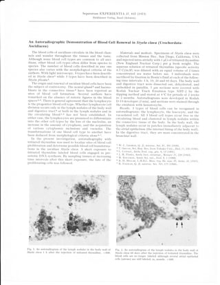 a-

                                                   Separatum TXPERITNTIA            3/,   837 (1975)
                                                         Birkhduser Verlag, Basel (Schweiz)




      An Autoradio$raphic Demonstration of Blood Cell Renewal in Styela claaa (tJrochordata:
      Ascidiacea)
        The blood cells of ascidians circulate in the blood chan-             Mnterials and meth,ods. Specimens of Styeta claua were
     nels and wander throughout the tissues and the tunic.                  collected from Mission Bry, San Diego, California, IJSA
     Although some blood cell types are common to all asci-                 and inj ected intra-atrially with 1 pCi of tritiated thymidine
     dians, other blood ceIl types often differ from species to             (New England Nuclear corp.) per g fresh weight. The
     species. The number of blood cells described in any one                aqueous solution of tritiated thymidine (specific activitv
     species also varies with the morphological criteria of the             6.7 Cilrrrlw) was diluted with an equal volume of 2 times
     authors. With iight microscopy, 8 types have been describ-            concentrated sea water before use" 3 individuals were
     ed in Styela claual while 5 types have been described in              sacrificed by fixation in Bouin's fluid at each of the follow-
     Styela pl'icataz                      "                               ing time intervals : J- h, La, 20 and 60 days. The body wall
        The origin and renewal of ascidian blood cells have been           and digestive tract were dissected out, dehydrated,, and
     the subject of controversy. The neural gtand3 and haemo-              embedded in paraffin" 7 pm sections were cor.ered with
     blasts in the connective tissue a have been reportecL as              Kodak Nuclear Track Emulsion type NBT-2 by the
     sites of biood cell formation. Several authors have                   dipping method and stored at 4 oC for periods of 2 weeks
     remarked on the absence of mitotic figures in the blood               to 2 months" Autoradiograms were developed in Kodak
     spaces 5, 6" There is general agreement that the lymphocyte           D-l9 developer (3 min), and sections were stained through
     is the progenitor biood cell type. Vhether l1'mphocyte cell          the emulsion with hematoxylin"
     division occurs only in the lymph nodules of the body wall              Resr't'lts. 3 types of blood cells can be recognrzed in
     and digestive tract6 or both in the lymph nodules and in              autoradiograms: the lymphocyte, the leucocyte, and the
     the circulating blood 1, 2 has not been established. In               vacuolated cell. A11 3 blood cell types occur free in the
     either case, the lymphocytes are presumed to differentiate            circulating blood and clustered in lymph nodules within
     into the other cetrI types by the loss of the nucleolus, an           the connective tissue of the body. In the body wall, the
     increase in the amount of crrtoplasm, and the acquisition             lymph nodules occur in patches immediateiy adjacent to
     of various cytoplasmic inclusions and vacuoles. The                   the atrial epithelium (the internal lining of the body wa1l).
     transformations of one blood cell type to another have                In the digestive tract, they are most concentrated in the
     been deduced from morphological criteria alon e2, ?         .         branchiai wall"
        rn the present investigation, autoradiography with
     tritiated thymidine was used to locahze sites of blood cell
     proliferation and determine possibie blood cell transforma-            r'W. C. GronGE, Q. J1. microsc. Sci. Bl,391_ (1939).
     tions in the ascidian Styela claua. A short exposure to                2 T" onuvn, Sci. Rep. Res. Insts Tohuku t]niv., Bio1. l l, rgr (1936).
                                                                            3 L. Cuf Nor, Archs ZooI" exp. gdn. g, 13 (189j ).
     tritiated thymidine labeled blood cells engaged in pre-                * J. M. Pfnis, Annis Inst. oc6anogr., Monaco 2/,229 (19,t3).
     mitotic DNA synthesis. By sampling tissues at increasing               5 M. Korr.lra.x, Annls Sci. nat., Zoo7.8,
                                                                                                                       1 (1908).
     time intervals after this short exposure, the fate of the              6 R" H" Mrrran, L.h'I.B.c. {ern. typ.Br. mar. pl.
                                                                                                                                 Anim. ss, (1953).
     proliferating cells was f ollowed         "
                                                                            7 R" ExDEAN,
                                                                                            Q. Jl.microsc. Sci. /0l , M (1960).




                                                        "u* *=*"+*n

                  .jii,ffi:,,,,,,,,
                  $::::Iri::::::::::::::
                  : ] :: :::::::i:::




     F ig. 1. An autoradiogram of the lymph nodules in the body wall of    Fig. 2. An autoradiogram of the lymph nodules in the body wali of
     Styela claua t h after the injection of tritiated thymidine. x 600"   Styela claua 60 days after the injection
                                                                                                                  of tritiated thymidine. The
                                                                           blood celis are no longer labeled although several atrial epithelial
                                                                           celis (arrows) are still labeled. m, muscle. x 600.
 