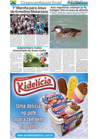 PÁG 3

1ª QUINZENA DE AGOSTO DE 2013

1ª Marcha para Jesus
de Ermelino Matarazzo

Quase 500 pessoas participaram da 1ª Marcha para
Jesus de Ermelino Matarazzo, realizada no dia 4 último (domingo). O evento religioso foi coordenado pela
subprefeitura local e contou
com o apoio do chefe de
gabinete, assessores da Coalizão Política, pastores e

membros de diversas igrejas,
colaboradores, Defesa Civil,
CET, Polícia Militar, Guarda
Civil Metropolitana e bombeiros, além de outras pessoas que contribuíram de
forma direta ou indireta
para que tudo corresse bem.
O vereador Vavá do Transporte prestigiou o evento du-

ponível no portal da Prefeitura ou pessoalmente, nas
Praças de Atendimento das
Subprefeituras. Locais do

O parque é refúgio para espécies como Anas bahamensis,
que buscam comida e descanso durante seu trajeto

rante a sua marcha pelo bairro. Bandas executaram vários
ritmos gospel entre eles o
Samba, Funk, Louvores, Soul
e Rap não ficaram de fora. O
público participou ao som do
Trio Elétrico e acompanhava
as bandas cantando como um
grande coral. "Parabéns Ermelino Matarazzo."

Subprefeitura realiza
manutenção de áreas verdes
Durante essa semana,
praças e canteiros de Ermelino Matarazzo receberão
serviços de conservação em
áreas verdes, pelas equipes
da Subprefeitura.
A manutenção ocorrerá
em praças, canteiros centrais, taludes e áreas ajardinadas.
Entre os serviços estão
inclusos a roçagem, capinação do mato, limpeza e remoção de detritos.
O Serviço pode ser solicitado pelos munícipes através do
fone 156, pelo SAC (http://
sac.prefeitura.sp.gov.br/) dis-

Aves migratórias retornam ao Pq.
Ecológico Tiête em busca de alimento

serviço: Estrada Mogi das
Cruzes, PC. TTE Ademario
Francisco de Souza e Mata
dos Araújos

Os frequentadores do
Parque Ecológico do Tietê
já devem ter notado, nas
últimas semanas, a presença de ilustres visitantes
como a Marreca-toicinho
(Anas bahamensis) e a Ananaí (Amazonetta brasiliensis). Essas aves, em busca
de alimento, se reúnem em
grandes bandos e utilizam
o parque do DAEE (Departamento de Águas e Energia Elétrica) como um ponto de parada durante sua
jornada, que não possui trajeto preciso, segundo os biólogos, uma vez que inexiste marcação desses bichos
em pesquisas.
Por ser um importante

refúgio para espécies de
animais silvestres - ponto de
abrigo, descanso e alimentação -, o PET recebe 183 espécies de aves (entre migratórias e residentes), o que
corresponde há 23% das espécies das aves registradas
no Estado de São Paulo. No
caso da Marreca-Toicinho e
da Ananaí, elas filtram folhas, sementes e invertebrados de áreas alagadas,
como as localizadas nas várzeas do Tietê.
Além de aves que fazem
trajetos regionais, o parque
também acolhe animais que
se deslocam do Hemisfério
Norte, a procura do sol e
temperaturas mais quentes.

O Maçarico-de-perna-amarela (Tringa flavipes); o Maçarico-solitário (Tringa solitaria); Maçarico-pintado
(Actitis nacularius); Batuiruçu (Pluvialis dominicana)
aparecem na primavera e
verão fugindo do inverno
rigoroso dos Estados Unidos
e Canadá.
Serviços: Horário de funcionamento do núcleo: 8h
às 17h - Entrada Gratuita Estacionamento: 50 vagas
no interior, próximo à administração do parque - Telefone: 2958-1477. Atividades e equipamentos que
precisam ser agendados:
Programa de Educação Ambiental, quiosques grandes.

 