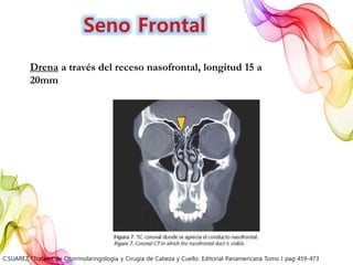 Drena a través del receso nasofrontal, longitud 15 a
20mm
C.SUAREZ “Tratado de Otorrinolaringología y Cirugía de Cabeza y Cuello. Editorial Panamericana Tomo I pag 459-473
 