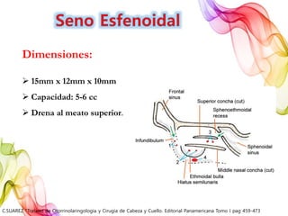 Dimensiones:
 15mm x 12mm x 10mm
 Capacidad: 5-6 cc
 Drena al meato superior.
C.SUAREZ “Tratado de Otorrinolaringología y Cirugía de Cabeza y Cuello. Editorial Panamericana Tomo I pag 459-473
 