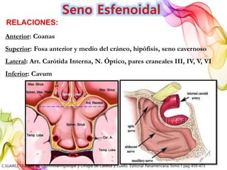 Anterior: Coanas
Superior: Fosa anterior y medio del cráneo, hipófisis, seno cavernoso
Lateral: Art. Carótida Interna, N. Óptico, pares craneales III, IV, V, VI
Inferior: Cavum
RELACIONES:
C.SUAREZ “Tratado de Otorrinolaringología y Cirugía de Cabeza y Cuello. Editorial Panamericana Tomo I pag 459-473
 