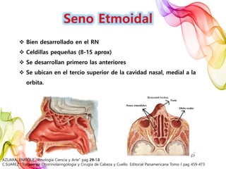  Bien desarrollado en el RN
 Celdillas pequeñas (8-15 aprox)
 Se desarrollan primero las anteriores
 Se ubican en el tercio superior de la cavidad nasal, medial a la
orbita.
AZUARA, ENRIQUE “Rinología Ciencia y Arte” pag 29-53
C.SUAREZ “Tratado de Otorrinolaringología y Cirugía de Cabeza y Cuello. Editorial Panamericana Tomo I pag 459-473
 