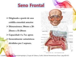  Originado a partir de una
celdilla etmoidal anterior
 Dimensiones: 30mm x 20-
25mm x 15-20mm
 Capacidad: 4 a 7cc aprox
 Generalmente asimétricos
divididos por 1 septum.
C.SUAREZ “Tratado de Otorrinolaringología y Cirugía de Cabeza y Cuello. Editorial Panamericana Tomo I pag 459-473
 