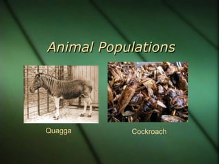 Animal Populations




Quagga     Cockroach
 