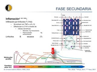 FASE SECUNDARIA
Dr. Ernesto Cabrera Aldana. ANM, 2018.
Inflamación* ** ***:
Infiltración por linfocitos T (14d):
– Se activan con TNF- e IL-1
– Diferencian a LT-H1 a través de:
• Células dendríticas:
– Mieloides: Ag intracelulares
– Plasmocitoides: Ag
extracelulares
Linfocitos B escasos (?)
14
días
*Orr, 2018; **Ahuja, 2017; *** Rust, 2017.
 