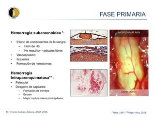 Hemorragia subaracnoidea *:
• Efecto de componentes de la sangre:
– Hem de Hb
– He reactivo---radicales libres
• Vasoespasmo
• Isquemia
• Formación de hematomas
Hemorragia
Intraparenquimatosa** :
• Petequial
• Desgarro de capilares:
– Formación de trombos
– Estasis
– Mayor ruptura vasos postcapilares
*Tator, 1997; **Reyes-Alva, 2014.
FASE PRIMARIA
Lesión severa*
MODELO LMAT RATA
Dr. Ernesto Cabrera Aldana. ANM, 2018.
 