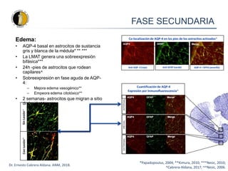 FASE SECUNDARIA
Edema:
• AQP-4 basal en astrocitos de sustancia
gris y blanca de la médula* ** ***
• La LMAT genera una sobreexpresión
bifásica***
• 24h -pies de astrocitos que rodean
capilares^
• Sobreexpresión en fase aguda de AQP-
4:
– Mejora edema vasogénico**
– Empeora edema citotóxico**
• 2 semanas- astrocitos que migran a sitio
de lesión^^
Con
Lesión
^
Sin
Lesión
^
Cuantificación de AQP-4
Expresión por Inmunofluorescencia^
Anti AQP- 4 (rojo) Anti GFAP (verde) AQP-4 + GFPA (amarillo)
*Papadopoulus, 2004; **Kimura, 2010; ***Nesic, 2010;
^Cabrera-Aldana, 2017; ^^Nesic, 2006.
Dr. Ernesto Cabrera Aldana. ANM, 2018.
Co-localización de AQP-4 en los pies de los astrocitos activados^
 