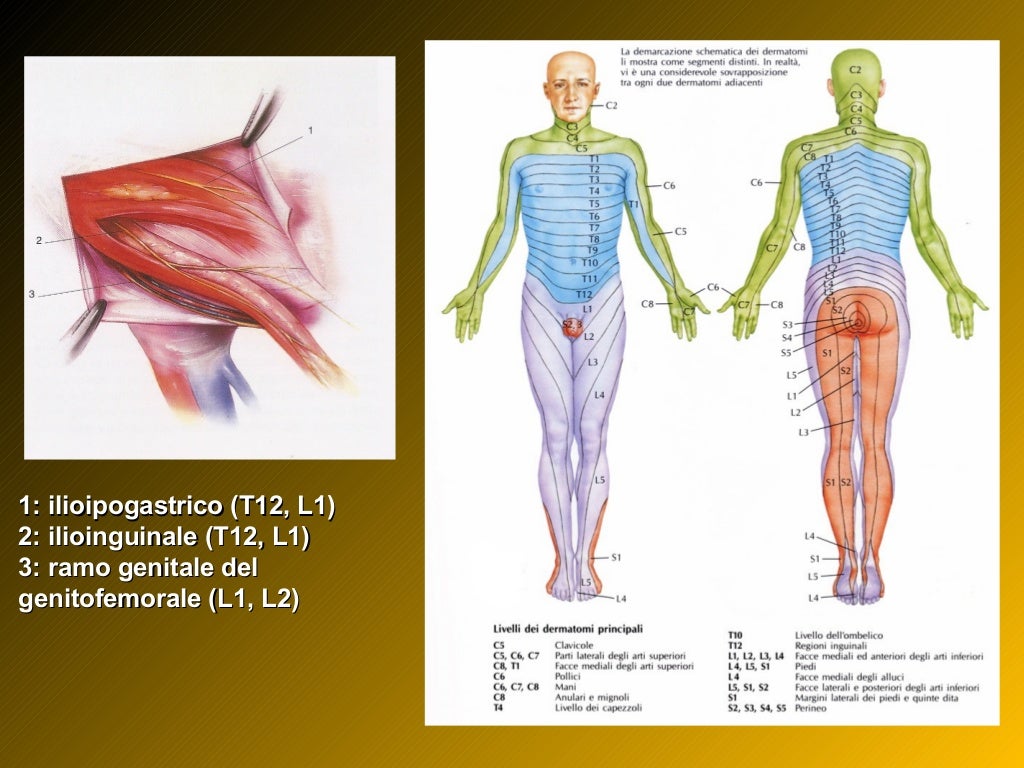 Cos'è un'ernia inguinale? Storia ed attualità della terapia chirurgica