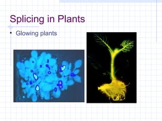 Splicing in Plants
• Glowing plants
 