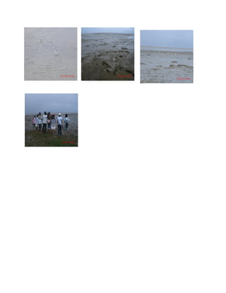 Ernie wetland