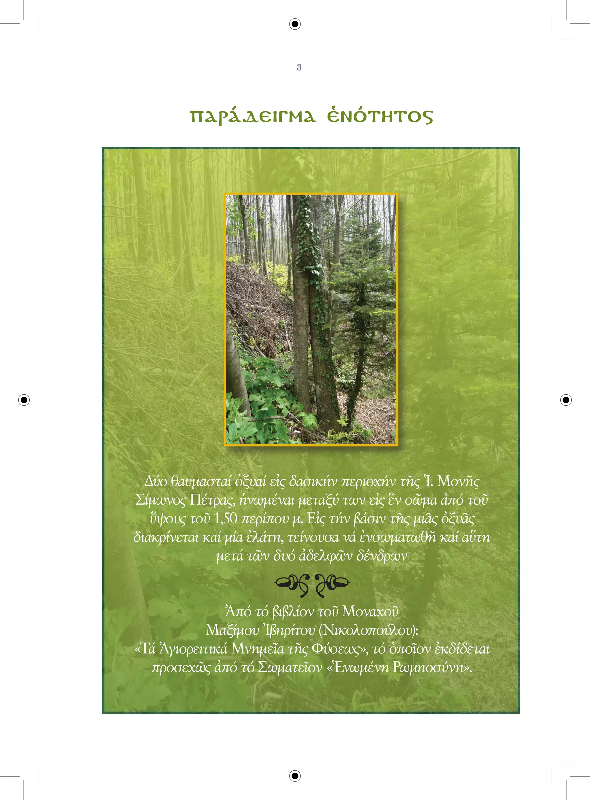 παράδειγμα ἑνότητος




  Δύο θαυμασταί ὀξυαί εἰς δασικήν περιοχήν τῆς Ἱ. Μονῆς
Σίμωνος Πέτρας, ἡνωμέναι μεταξύ των εἰς ἕν σῶμα ἀπό τοῦ
   ὕψους τοῦ 1,50 περίπου μ. Εἰς τήν βάσιν τῆς μιᾶς ὀξυᾶς
διακρίνεται καί μία ἐλάτη, τείνουσα νά ἐνσωματωθῆ καί αὕτη
              μετά τῶν δυό ἀδελφῶν δένδρων


               Ἀπό τό βιβλίον τοῦ Μοναχοῦ
           Μαξίμου Ἰβηρίτου (Νικολοπούλου):
«Τά Ἁγιορειτικά Μνημεῖα τῆς Φύσεως», τό ὁποῖον ἐκδίδεται
  προσεχῶς ἀπό τό Σωματεῖον «Ἑνωμένη Ρωμηοσύνη».
 