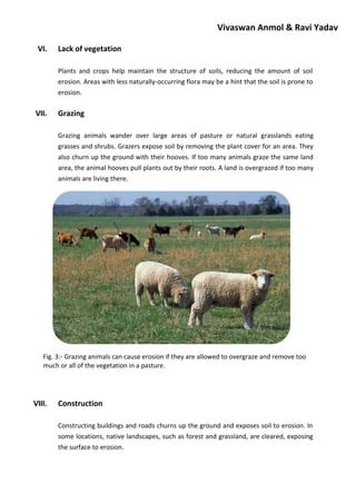 Vivaswan Anmol & Ravi Yadav
VI. Lack of vegetation
Plants and crops help maintain the structure of soils, reducing the amount of soil
erosion. Areas with less naturally-occurring flora may be a hint that the soil is prone to
erosion.
VII. Grazing
Grazing animals wander over large areas of pasture or natural grasslands eating
grasses and shrubs. Grazers expose soil by removing the plant cover for an area. They
also churn up the ground with their hooves. If too many animals graze the same land
area, the animal hooves pull plants out by their roots. A land is overgrazed if too many
animals are living there.
Fig. 3:- Grazing animals can cause erosion if they are allowed to overgraze and remove too
much or all of the vegetation in a pasture.
VIII. Construction
Constructing buildings and roads churns up the ground and exposes soil to erosion. In
some locations, native landscapes, such as forest and grassland, are cleared, exposing
the surface to erosion.
 