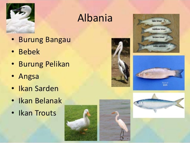 Download 880 Gambar Flora Paleartik Keren Gratis