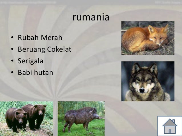 Download 980 Gambar Fauna Paleartik Terbaru 