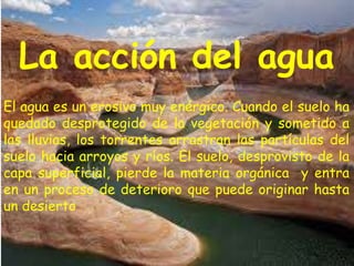 La acción del agua 
El agua es un erosivo muy enérgico. Cuando el suelo ha 
quedado desprotegido de la vegetación y sometido a 
las lluvias, los torrentes arrastran las partículas del 
suelo hacia arroyos y ríos. El suelo, desprovisto de la 
capa superficial, pierde la materia orgánica y entra 
en un proceso de deterioro que puede originar hasta 
un desierto 
 