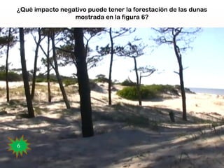 ¿Qué impacto negativo puede tener la forestación de las dunas
                 mostrada en la figura 6?

                               




6
 