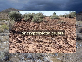 Fortunately most of land
   surface not covered by
  vegetation is covered by
or cryptobiotic crusts
      desert pavement
 
