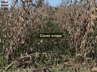 Steve
Nebel




        Cover crops
 