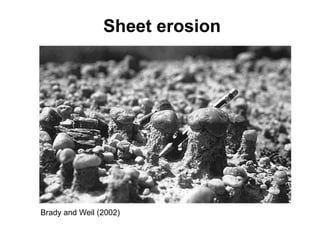 Sheet erosion




Brady and Weil (2002)
 