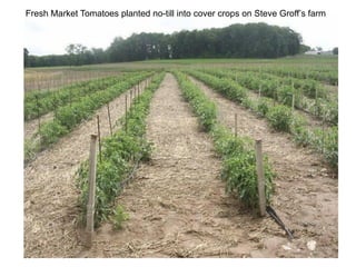 Fresh Market Tomatoes planted no-till into cover crops on Steve Groff’s farm
 