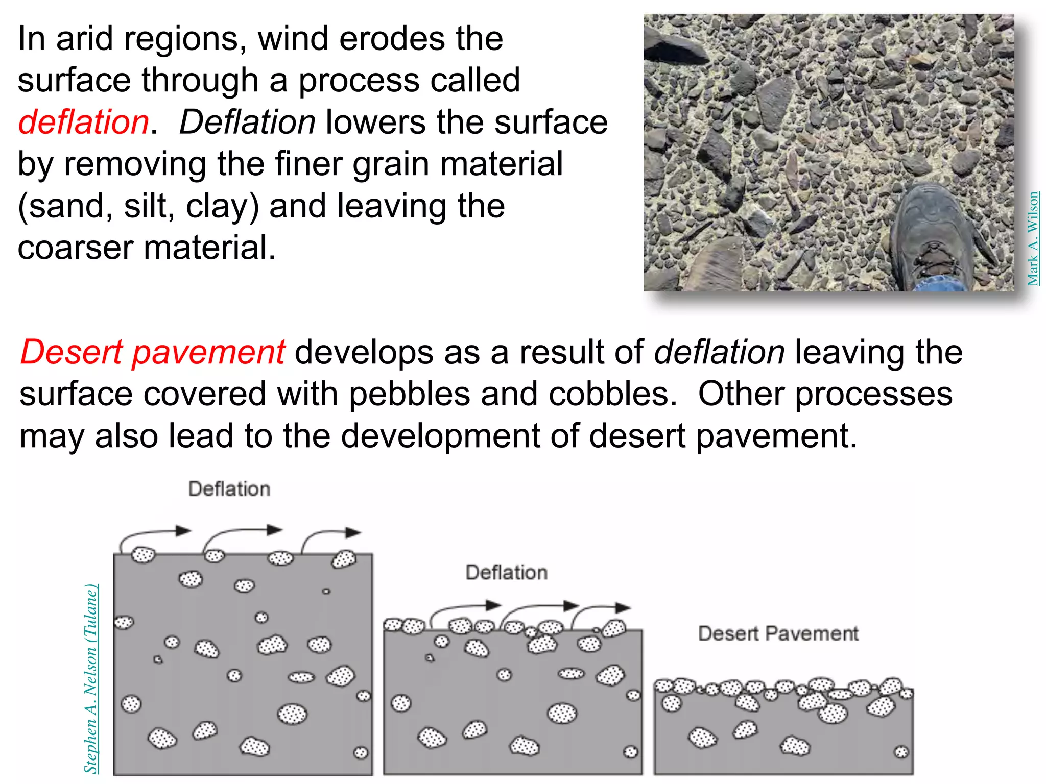 In arid regions, wind erodes the
surface through a process called
deflation. Deflation lowers the surface
by removing the finer grain material
(sand, silt, clay) and leaving the
coarser material.
Stephen
A.
Nelson
(Tulane)
Desert pavement develops as a result of deflation leaving the
surface covered with pebbles and cobbles. Other processes
may also lead to the development of desert pavement.
Mark
A.
Wilson
 