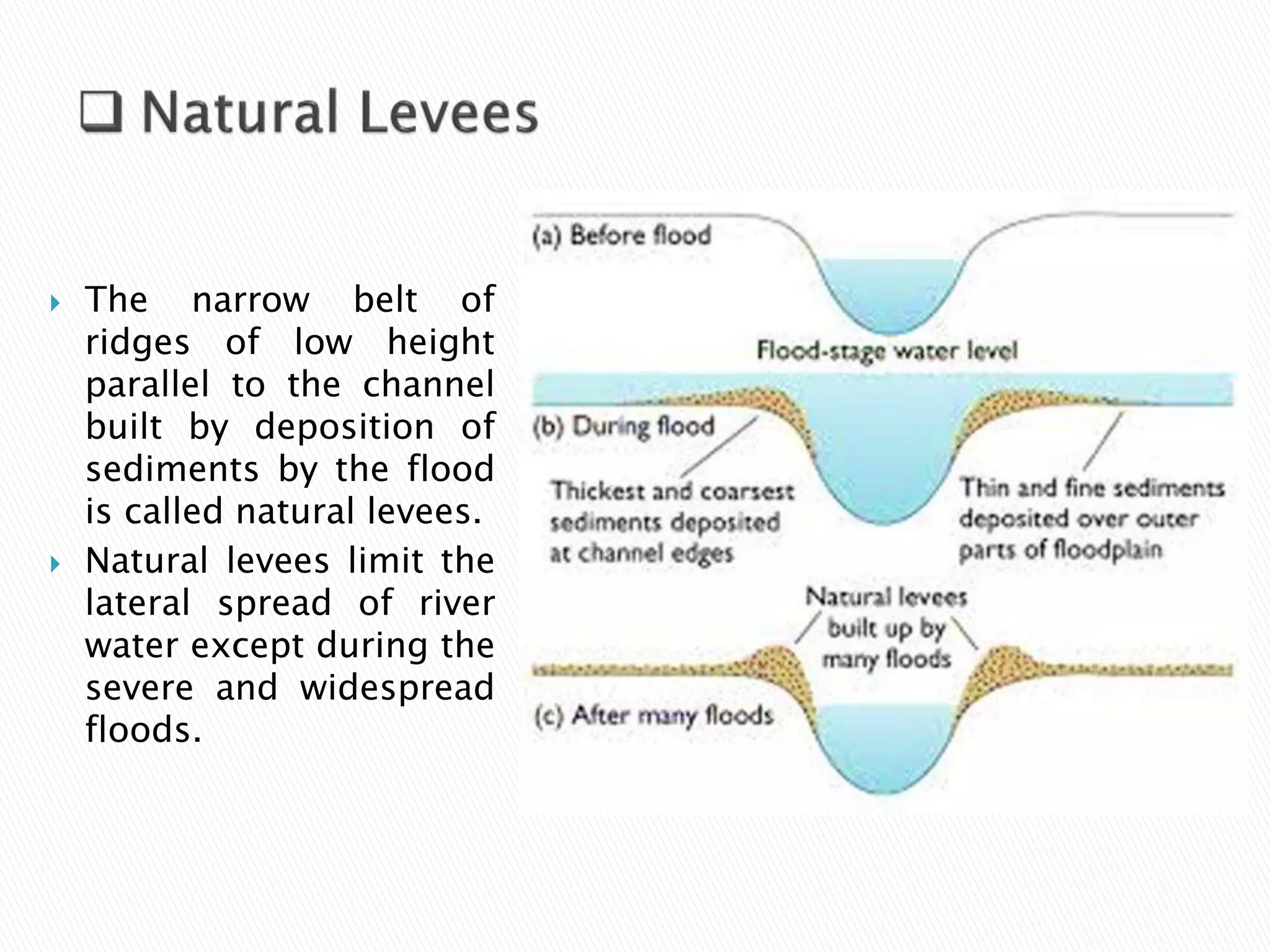  The narrow belt of 
ridges of low height 
parallel to the channel 
built by deposition of 
sediments by the flood 
is called natural levees. 
 Natural levees limit the 
lateral spread of river 
water except during the 
severe and widespread 
floods. 
 