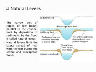  The narrow belt of 
ridges of low height 
parallel to the channel 
built by deposition of 
sediments by the flood 
is called natural levees. 
 Natural levees limit the 
lateral spread of river 
water except during the 
severe and widespread 
floods. 
 