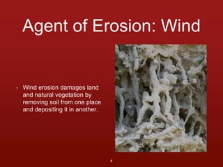 Agent of Erosion: Wind 
• Wind erosion damages land 
and natural vegetation by 
removing soil from one place 
and depositing it in another. 
4 
 
