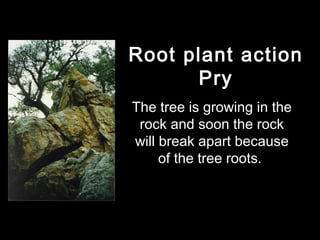 Root plant action
      Pry
The tree is growing in the
 rock and soon the rock
will break apart because
     of the tree roots.
 