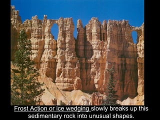 Frost Action or ice wedging slowly breaks up this
     sedimentary rock into unusual shapes.
 