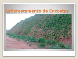 Reflorestamento de Encostas
 