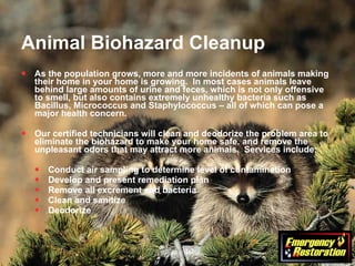 Animal Biohazard Cleanup As the population grows, more and more incidents of animals making their home in your home is growing.  In most cases animals leave behind large amounts of urine and feces, which is not only offensive to smell, but also contains extremely unhealthy bacteria such as Bacillus, Micrococcus and Staphylococcus – all of which can pose a major health concern. Our certified technicians will clean and deodorize the problem area to eliminate the biohazard to make your home safe, and remove the unpleasant odors that may attract more animals.  Services include: Conduct air sampling to determine level of contamination Develop and present remediation plan Remove all excrement and bacteria Clean and sanitize Deodorize 