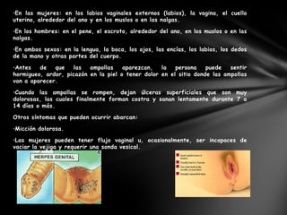 •En las mujeres: en los labios vaginales externos (labios), la vagina, el cuello
uterino, alrededor del ano y en los muslos o en las nalgas.

•En los hombres: en el pene, el escroto, alrededor del ano, en los muslos o en las
nalgas.

•En ambos sexos: en la lengua, la boca, los ojos, las encías, los labios, los dedos
de la mano y otras partes del cuerpo.

•Antes   de   que    las  ampollas    aparezcan,   la   persona    puede   sentir
hormigueo, ardor, picazón en la piel o tener dolor en el sitio donde las ampollas
van a aparecer.

•Cuando las ampollas se rompen, dejan úlceras superficiales que son muy
dolorosas, las cuales finalmente forman costra y sanan lentamente durante 7 a
14 días o más.

Otros síntomas que pueden ocurrir abarcan:

•Micción dolorosa.

•Las mujeres pueden tener flujo vaginal u, ocasionalmente, ser incapaces de
vaciar la vejiga y requerir una sonda vesical.
 