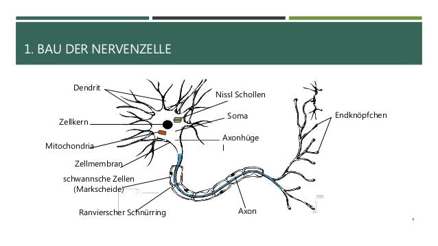 Erregung und Erregungsleitung bei Nervenzellen