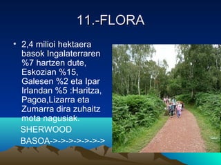 11.-FLORA11.-FLORA
• 2,4 milioi hektaera
basok Ingalaterraren
%7 hartzen dute,
Eskozian %15,
Galesen %2 eta Ipar
Irlandan %5 :Haritza,
Pagoa,Lizarra eta
Zumarra dira zuhaitz
mota nagusiak.
SHERWOOD
BASOA->->->->->->->
 