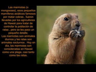 Las marmotas (o mongooses), esos pequeños mamíferos asiáticos famosos por matar cobras , fueron llevadas por los agricultores de Hawaii para tratar de controlar la población de ratas , pero se les paso un pequeño detalle. Las marmotas son animales diurnos y las ratas son animales nocturnos . Hoy en día, las marmotas son consideradas en Hawaii como una plaga, casi tanto como las ratas. 