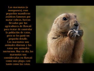 Las marmotas (o mongooses), esos pequeños mamíferos asiáticos famosos por matar cobras, fueron llevadas por los agricultores de Hawaii para tratar de controlar la población de ratas, pero se les pasó un pequeño detalle. Las marmotas son animales diurnos y las ratas son animales nocturnos. Hoy en día, las marmotas son consideradas en Hawaii como una plaga, casi tanto como las ratas. 