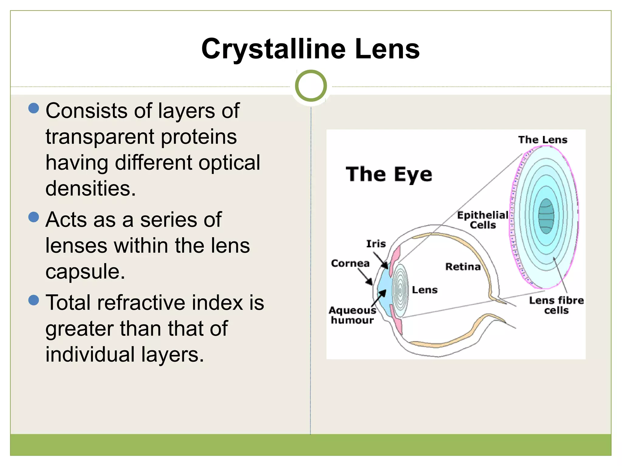 Crystalline Lens
Consists of layers of
transparent proteins
having different optical
densities.
Acts as a series of
lenses within the lens
capsule.
Total refractive index is
greater than that of
individual layers.
 