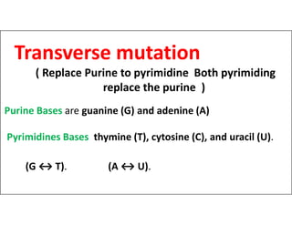 Transverse Mutation Example error of transmission.pdf