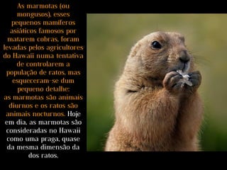 As marmotas (ou
mongusos), esses
pequenos mamíferos
asiáticos famosos por
matarem cobras, foram
levadas pelos agricultores
do Hawaii numa tentativa
de controlarem a
população de ratos, mas
esqueceram-se dum
pequeno detalhe:
as marmotas são animais
diurnos e os ratos são
animais nocturnos. Hoje
em dia, as marmotas são
consideradas no Hawaii
como uma praga, quase
da mesma dimensão da
dos ratos.
 