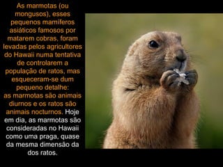 As marmotas (ou mongusos), esses pequenos mamíferos asiáticos famosos por matarem cobras, foram levadas pelos agricultores do Hawaii numa tentativa de controlarem a população de ratos, mas esqueceram-se dum pequeno detalhe: as marmotas são animais diurnos e os ratos são animais nocturnos.  Hoje em dia, as marmotas são consideradas no Hawaii como uma praga, quase da mesma dimensão da dos ratos. 