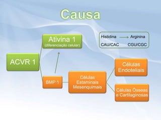 Histidina        Arginina
           Ativina 1
         (diferenciação celular)      CAU/CAC         CGU/CGC



ACVR 1                                             Células
                                                  Endoteliais
                             Células
         BMP 1              Estaminais
                           Mesenquimais
                                              Células Ósseas
                                              e Cartilaginosas
 