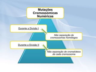 Mutações
              Cromossómicas
                Numéricas


Durante a Divisão I

                            Não separação de
                         cromossomas homólogos


Durante a Divisão II

                       Não separação de cromatídeos
                           de cada cromossoma
 